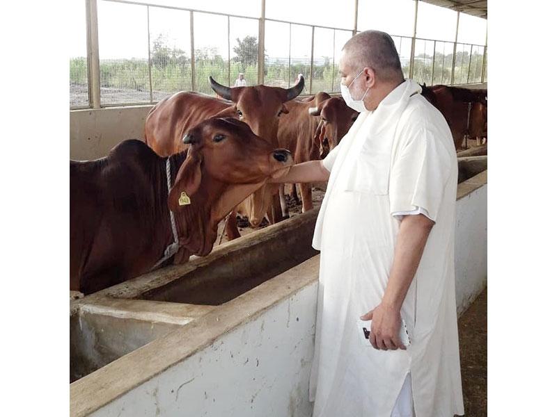 Pujya Brahmachari Girish Ji visited Maharishi Gaushala and Prashikshan Kendra and spent some time with Gir and Sahiwal cows.