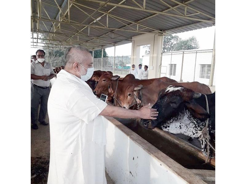 Pujya Brahmachari Girish Ji visited Maharishi Gaushala and Prashikshan Kendra and spent some time with Gir and Sahiwal cows.